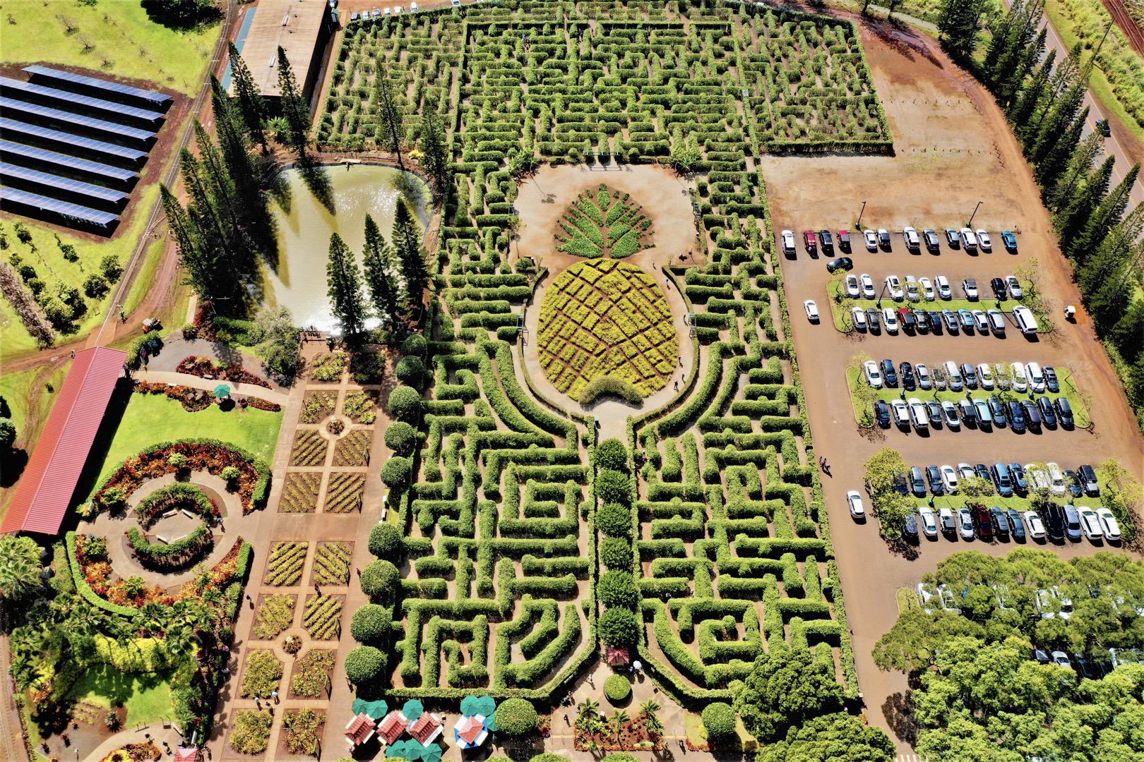 Enjoy Pineapple Experience At Dole Plantation - Circle Tour