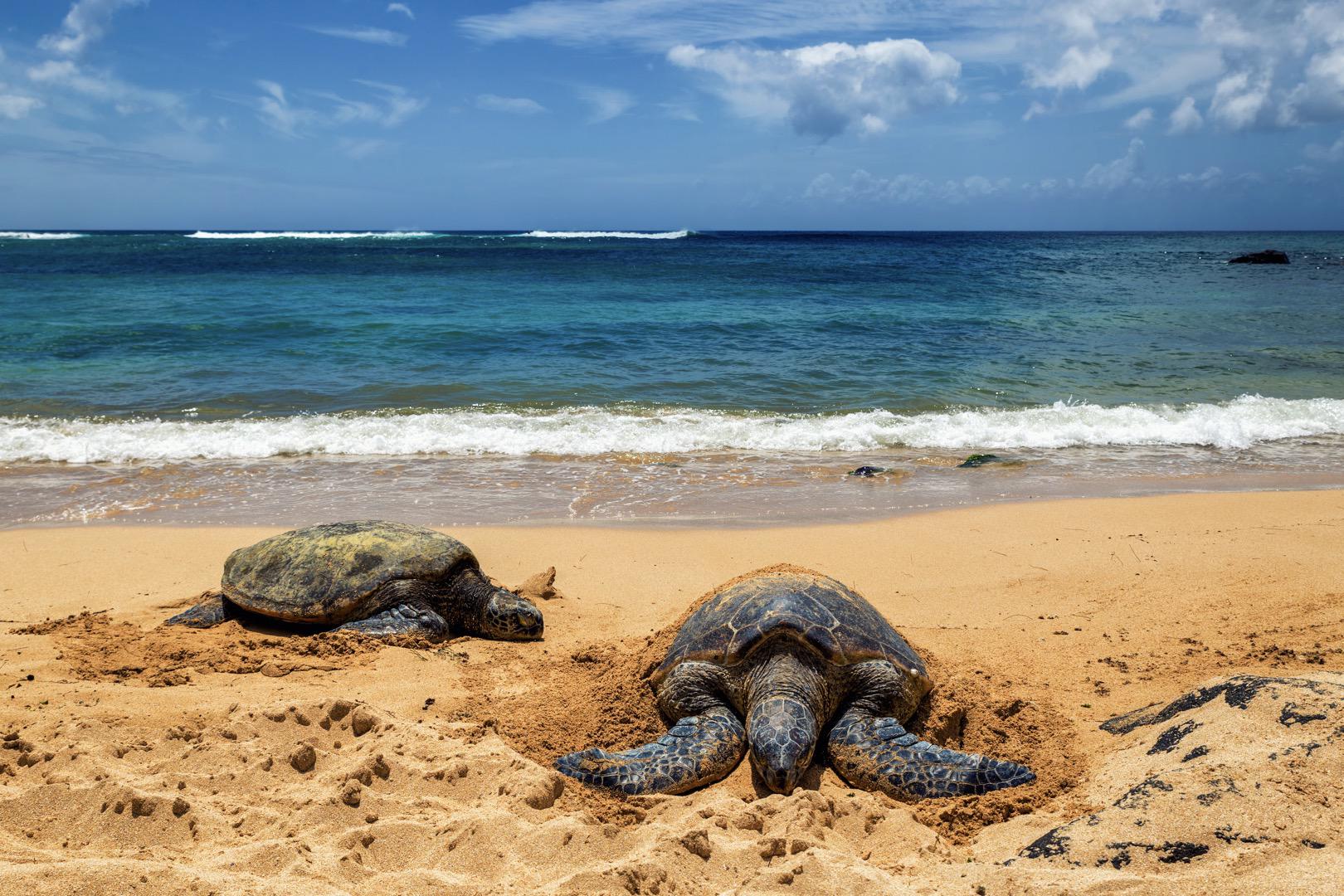 Laniakea Beach Haleiwa - The Main Attraction on Oahu’s North Shore - Grand Tour