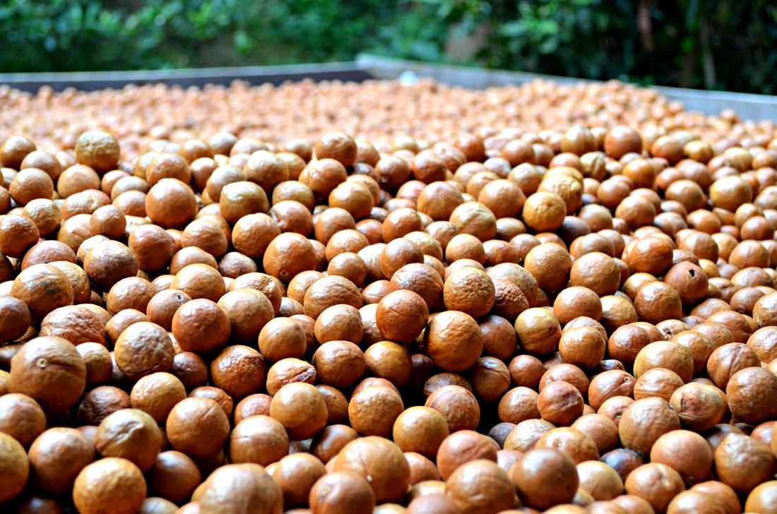Tropical Farms Macadamia Nut Farm Oahu - Grand Tour